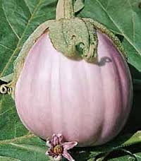 MELANZANA TONDA GROSSA SFUMATA DI VIOLA GR.100